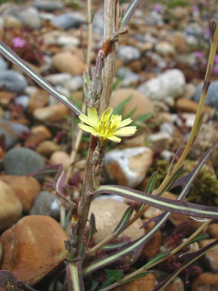 July 2015: Rye Harbour nature reserve sightings